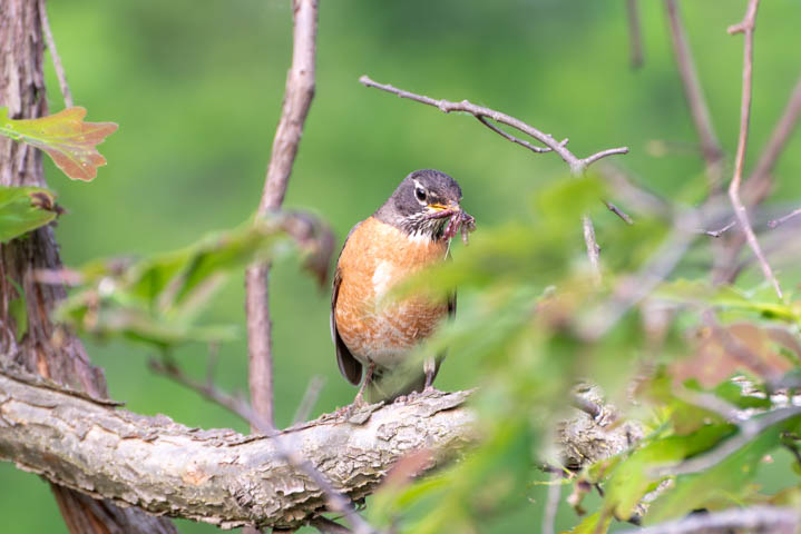 a american robin enjoying the bugs it just catched while tanding on a tree